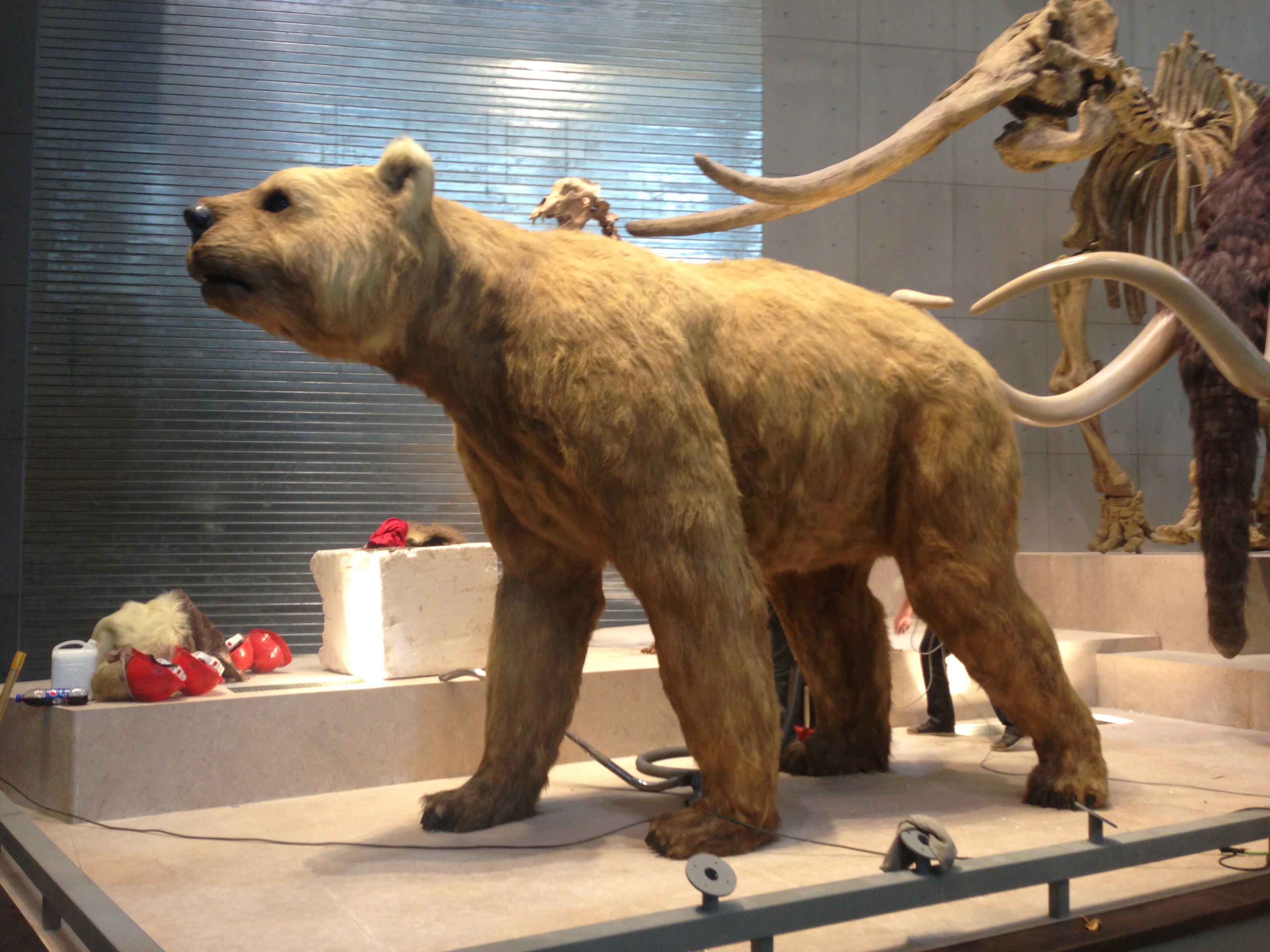 短面熊動物雕塑